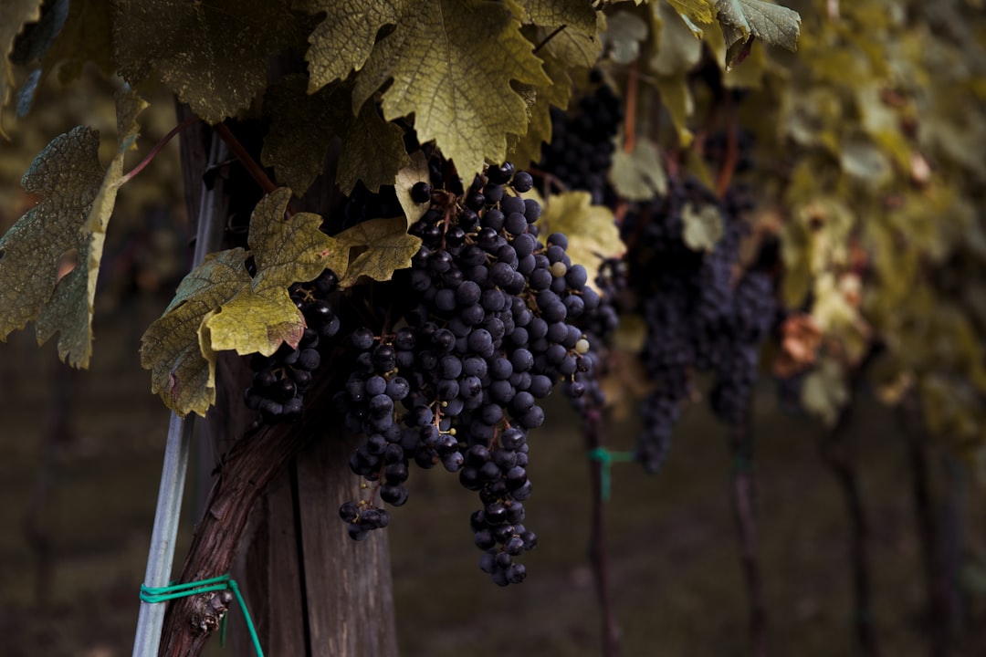 Bouchard Père & Fils : ce que 130 hectares de Bourgogne ont à vous dire