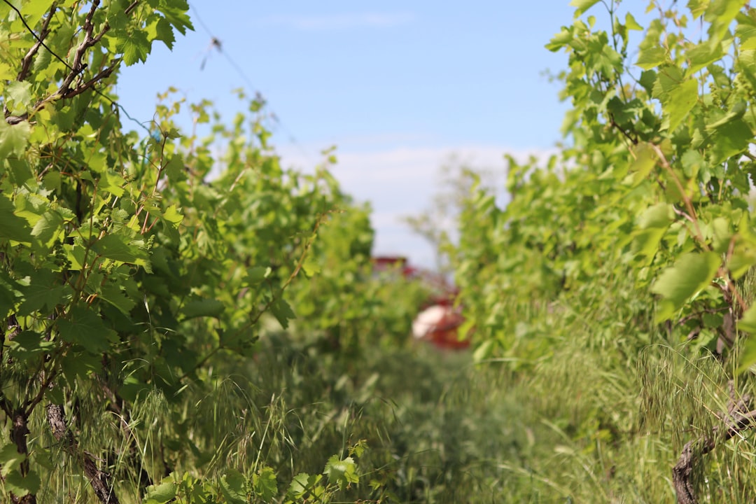 Domaine A.-F. Gros : Anne-Françoise, la discrète qui signe les plus beaux Pommard et Vosne