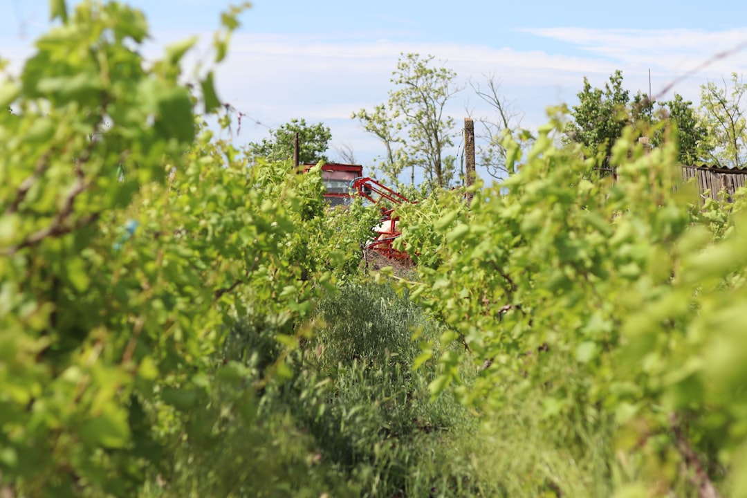 De Montille : quand la Bourgogne se montre sans fard