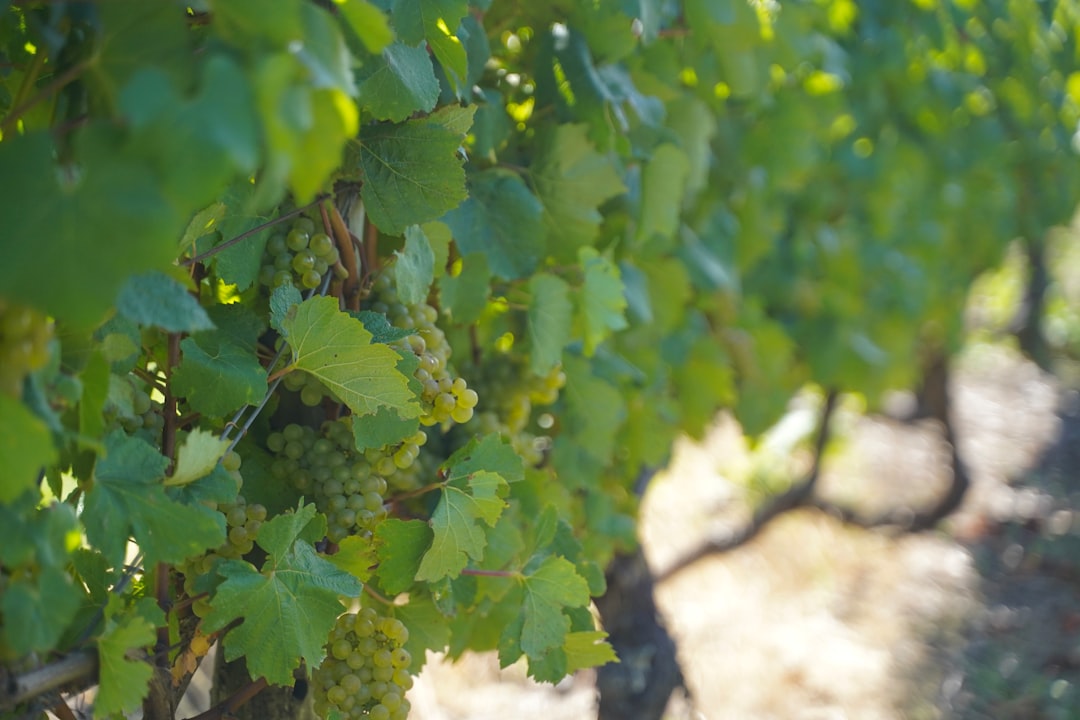 Domaine de la Romanée-Conti: what makes one hectare worth this much