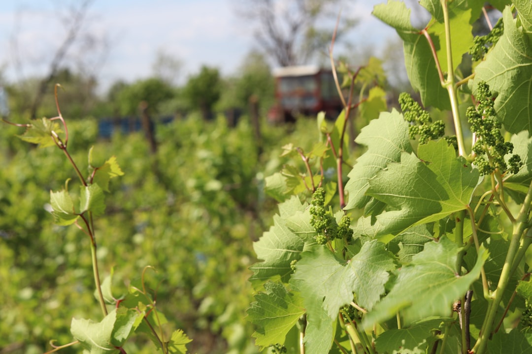 Philipponnat Clos des Goisses : pourquoi cette parcelle divise les amateurs et fascine les connaisseurs
