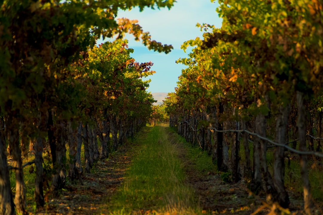 Ruinart : ce que vous ne savez peut-être pas sur la plus vieille maison de Champagne