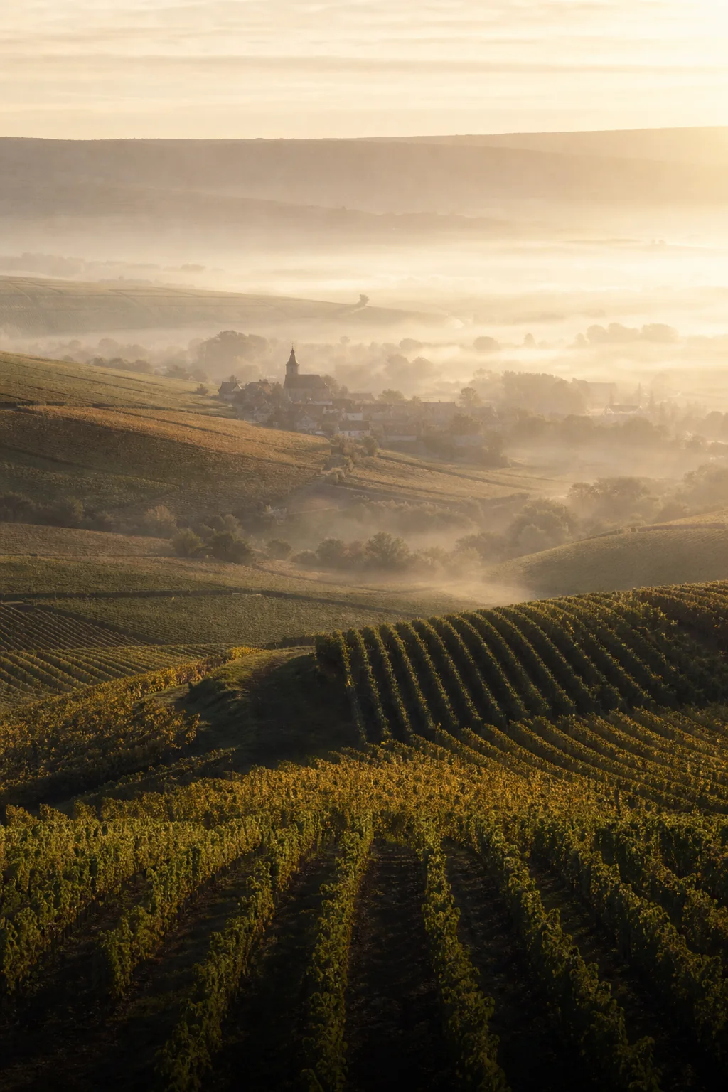 Vignoble de Champagne au matin